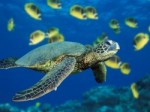 green-sea-turtle1
